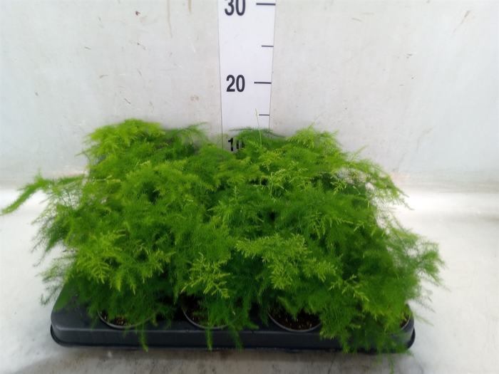 <h4>Asparagus setaceus</h4>