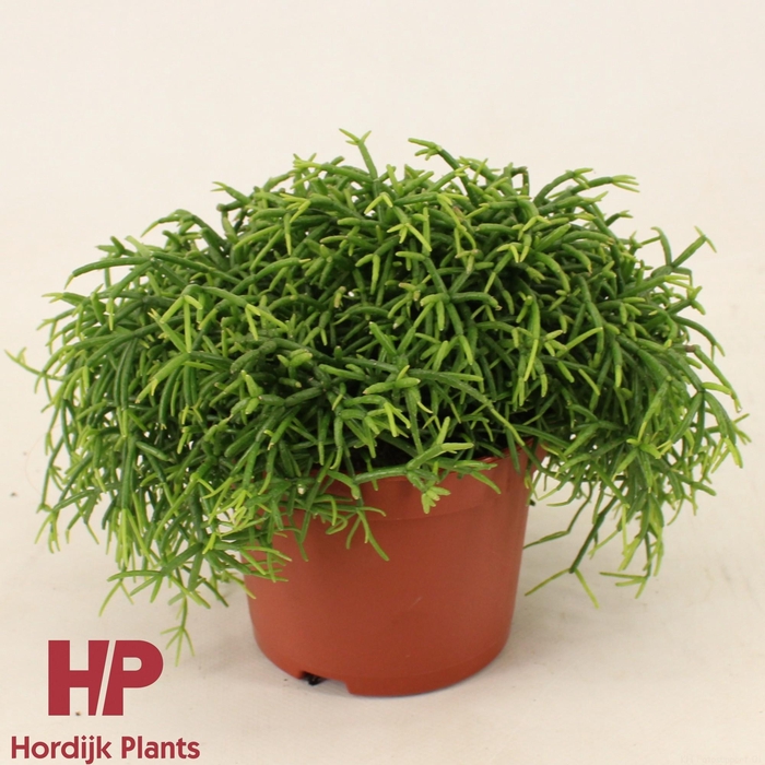 <h4>Rhipsalis baccifera 'Oasis' 12cm</h4>