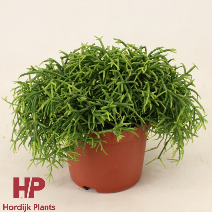 <h4>Rhipsalis baccifera 'Oasis' 12cm</h4>