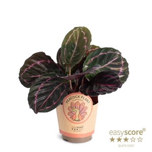 CALATHEA ROSEOPICTA