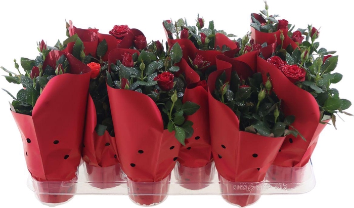 <h4>Rosa Rood + Zilver Glitter</h4>