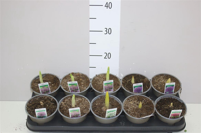 <h4>Allium Gemengd</h4>