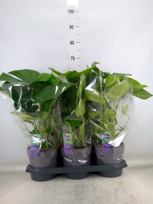 <h4>Monstera delic.</h4>