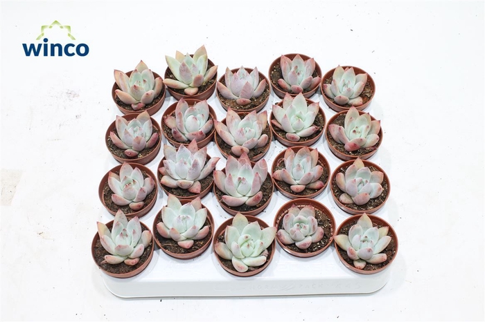 <h4>Echeveria Colorata Brandtii</h4>