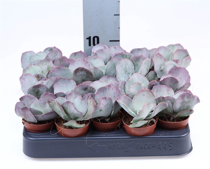 <h4>Succulents   ...</h4>