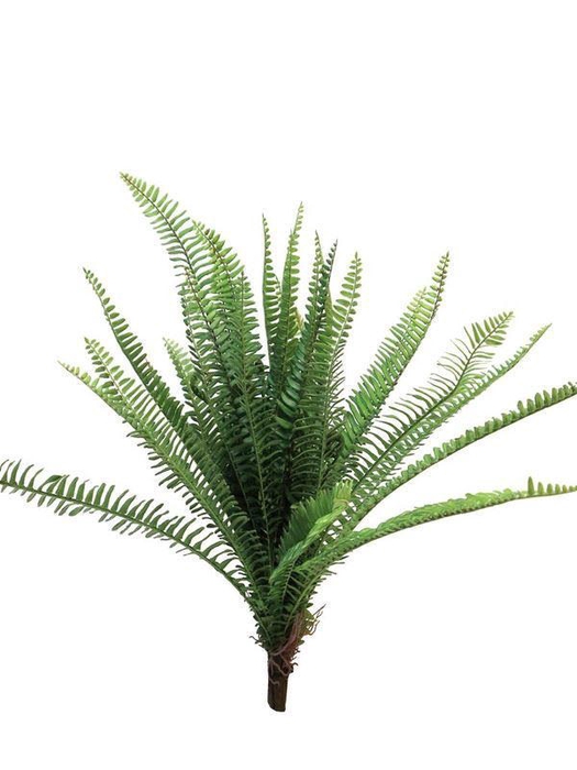 <h4>Fern Torres Sunrise 60cm</h4>