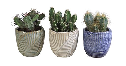 CACTUS MIX P6 L 65944