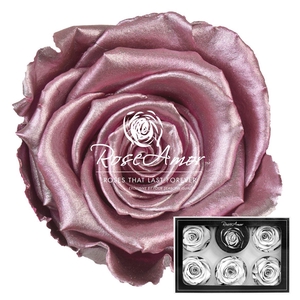 Xl Metallic Old Pink Whi04