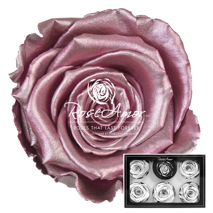 <h4>Xl Metallic Old Pink Whi04</h4>