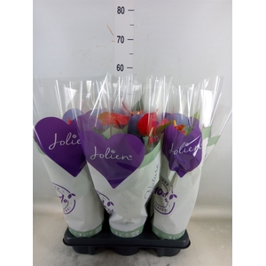 Anthurium andr. 'Bambino Red'