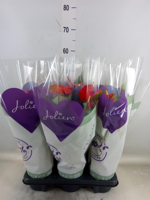 <h4>Anthurium andr. 'Bambino Red'</h4>