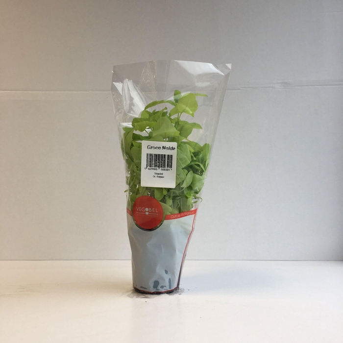 <h4>Melde Groen P9</h4>