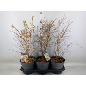 Prunus incisa 'Kojou-no-mai'