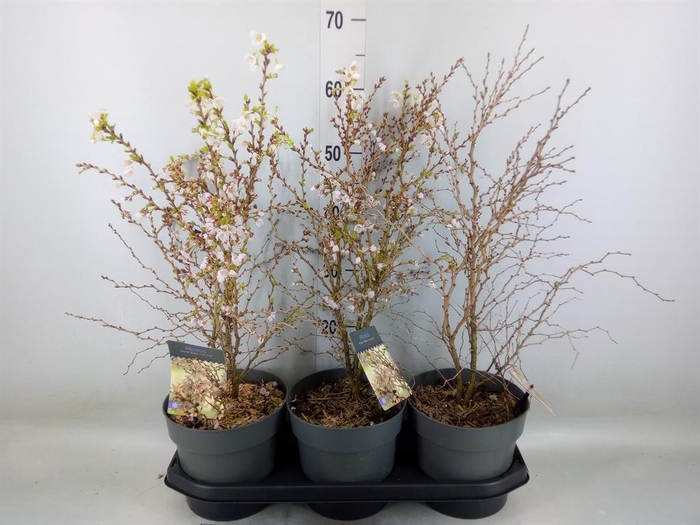 <h4>Prunus incisa 'Kojou-no-mai'</h4>
