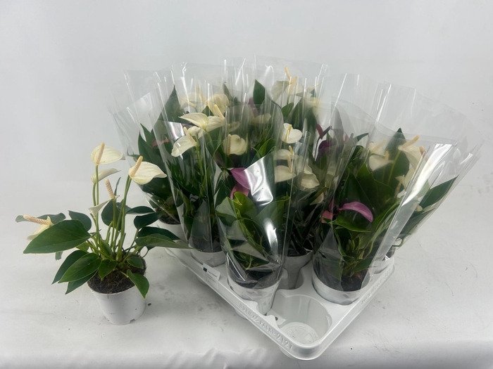 <h4>ANTHU AN GEM</h4>