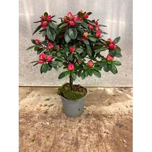 RHODO SI HELLMUT VOG