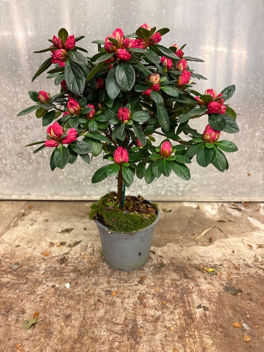 <h4>RHODO SI HELLMUT VOG</h4>