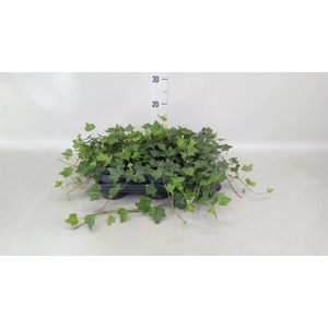 Hedera hibernica