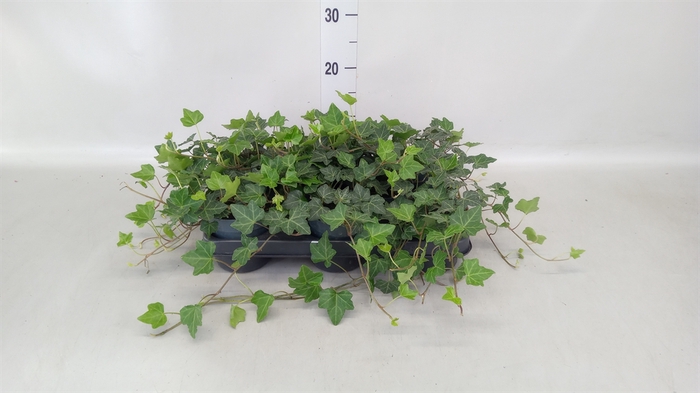 <h4>Hedera hibernica</h4>