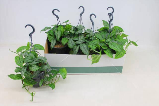 <h4>MONSTERA SILTEPECANA</h4>