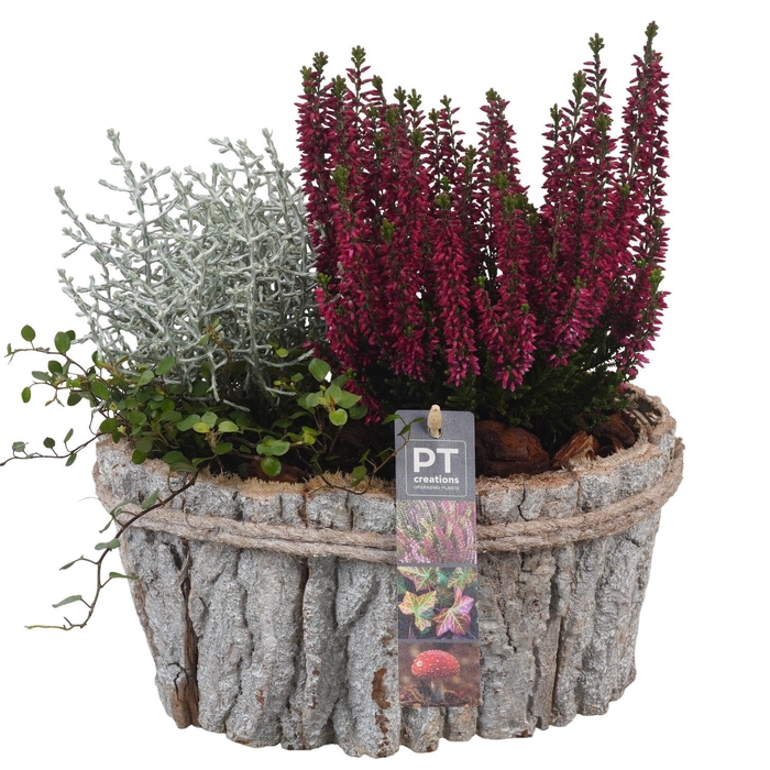<h4>Arr.   Tuinplanten L%</h4>