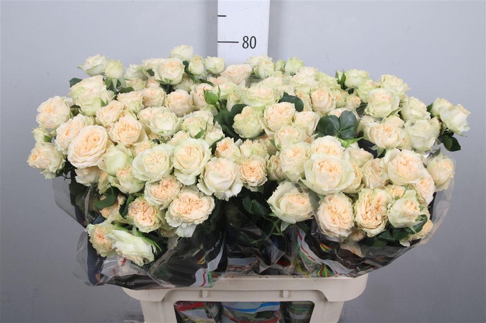 <h4>R Tr Summerrose</h4>