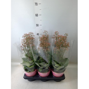 Kalanchoe  'WildFlow Surp Canyon'