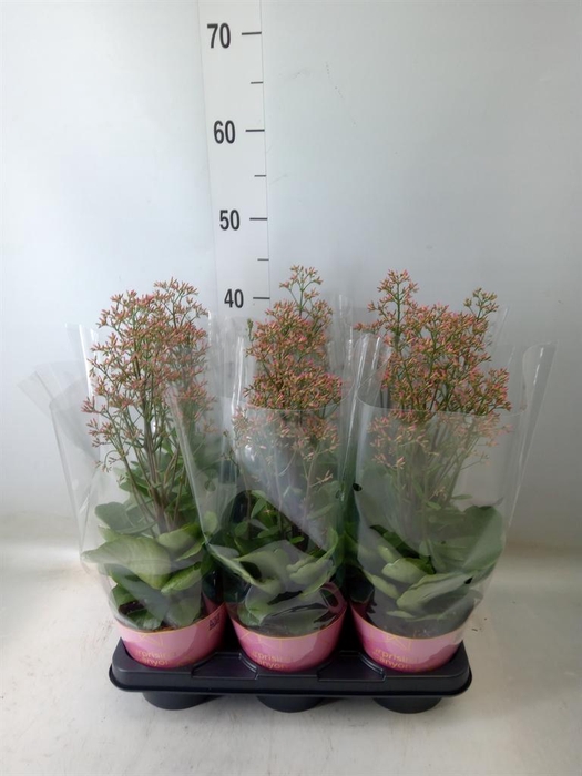 <h4>Kalanchoe  'WildFlow Surp Canyon'</h4>