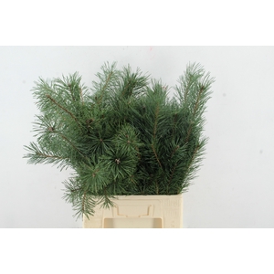 PINUS ALASKA 070CM PER STEM