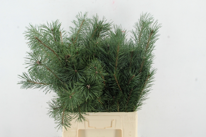 <h4>PINUS ALASKA 070CM PER STEM</h4>