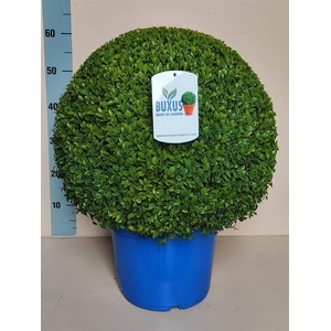 Buxus sempervirens