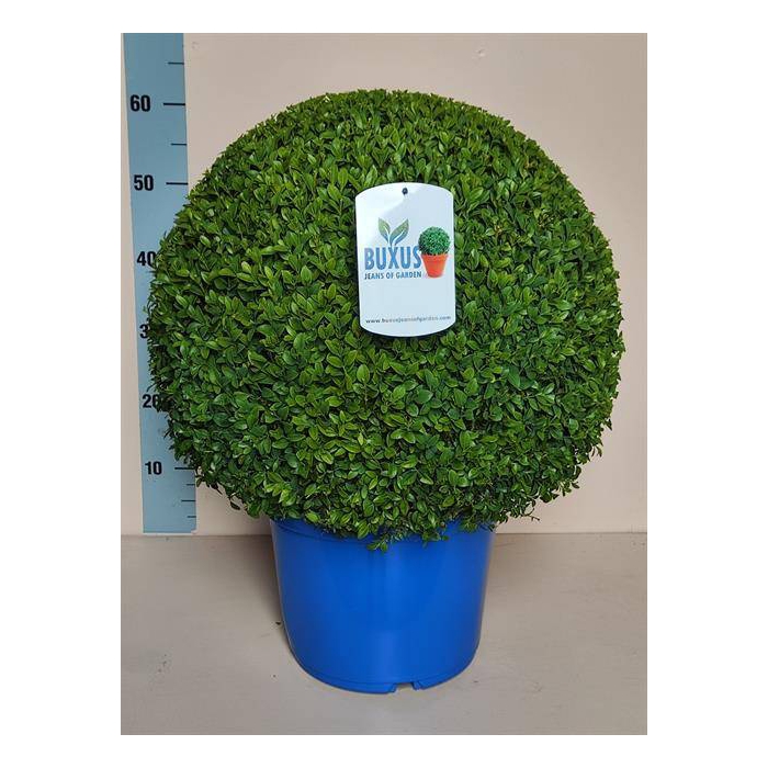 <h4>Buxus sempervirens</h4>