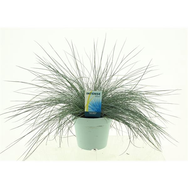 <h4>Festuca glauca Intense Blue®</h4>