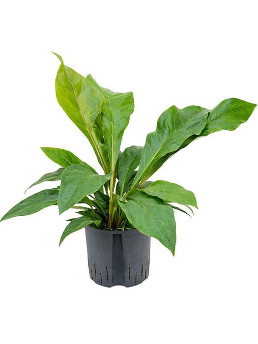 <h4>Anthurium ellipticum 'Jungle bush'</h4>