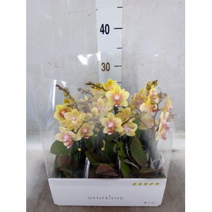 Phalaenopsis multi.   ...yellow