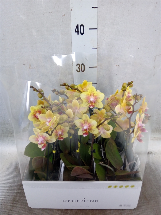 <h4>Phalaenopsis multi.   ...yellow</h4>