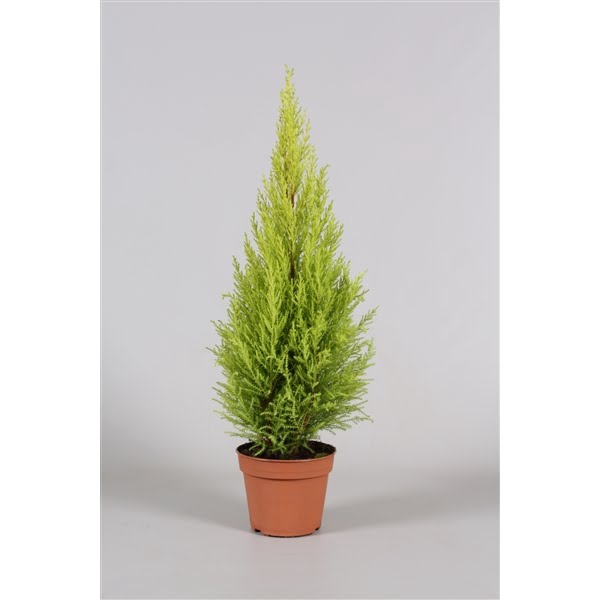 <h4>Cupressus Goldcrest Wilma - hoogte 55-60</h4>