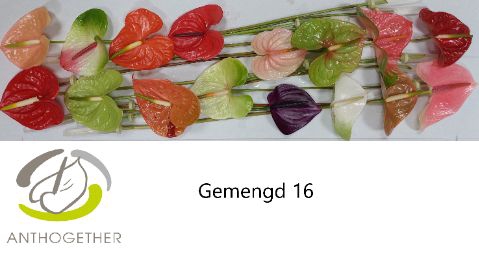 <h4>Anth A Mix 11 cm X16 Spek Flowers</h4>