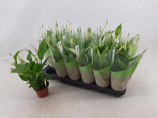 <h4>SPATH CHOPIN</h4>