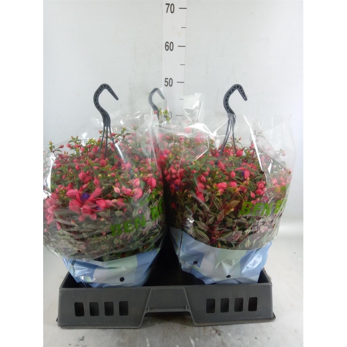 <h4>Fuchsia  'Bella Fuchsia Maria'</h4>