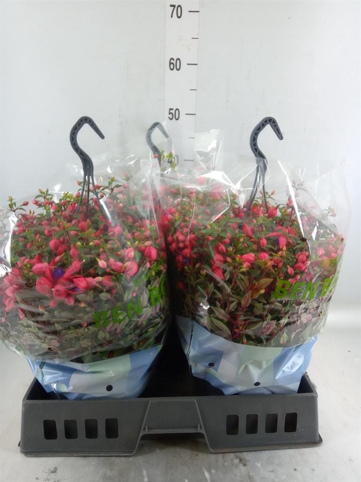<h4>Fuchsia  'Bella Fuchsia Maria'</h4>