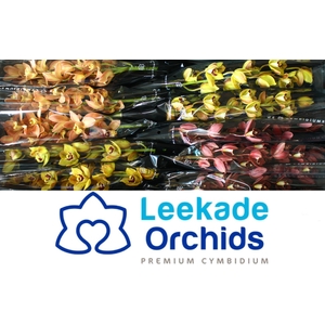 CYMB MI Herfstmix Leekade X10