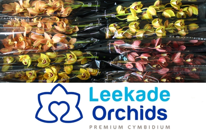 <h4>CYMB MI Herfstmix Leekade X10</h4>