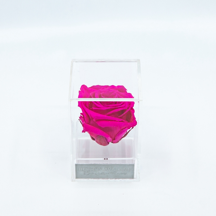Plexi 7cm fuchsia roos