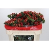 Hypericum True Romance Spray