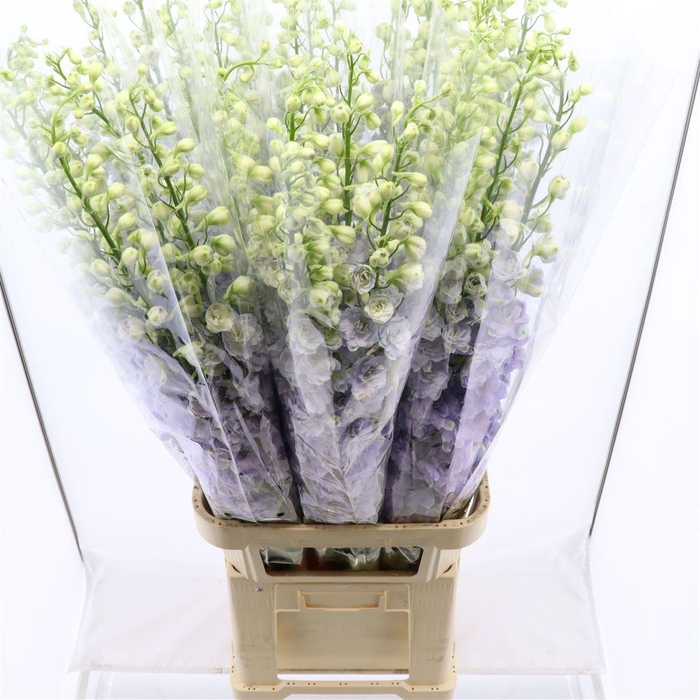 <h4>Delphinium DU 'Dev Lavender Love'</h4>
