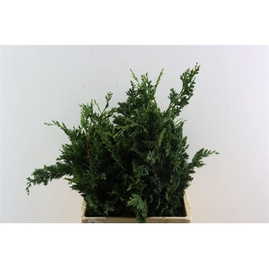 Chama Law Wisselii Meerjarig