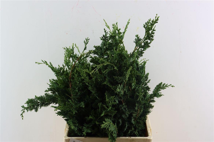 <h4>Chama Law Wisselii Meerjarig</h4>