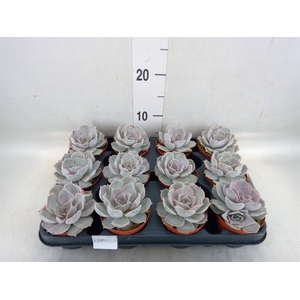 Echeveria  'Pollux'