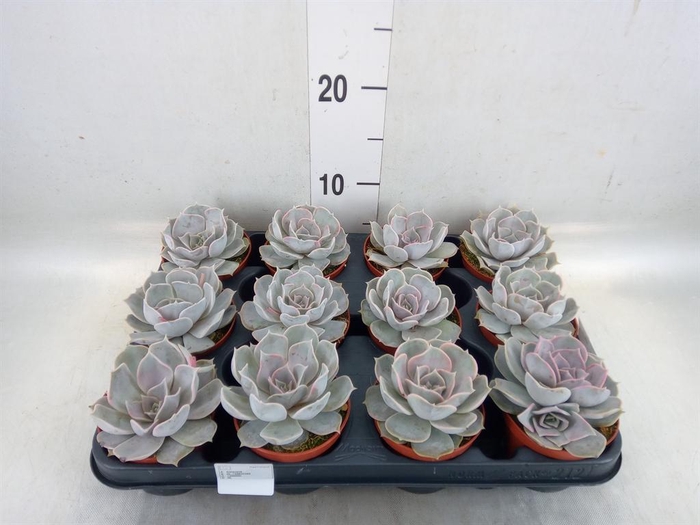 <h4>Echeveria  'Pollux'</h4>